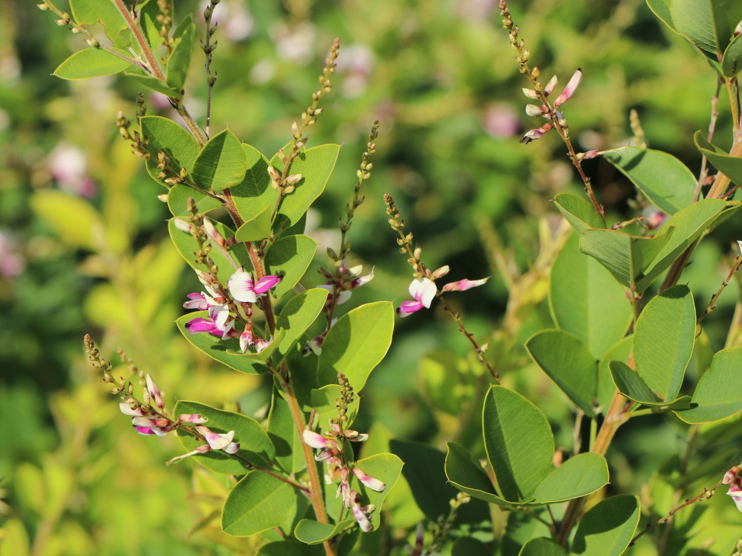 Thunbergs Buschklee 'Edo Shibori' - Lespedeza thunbergii 'Edo Shibori'