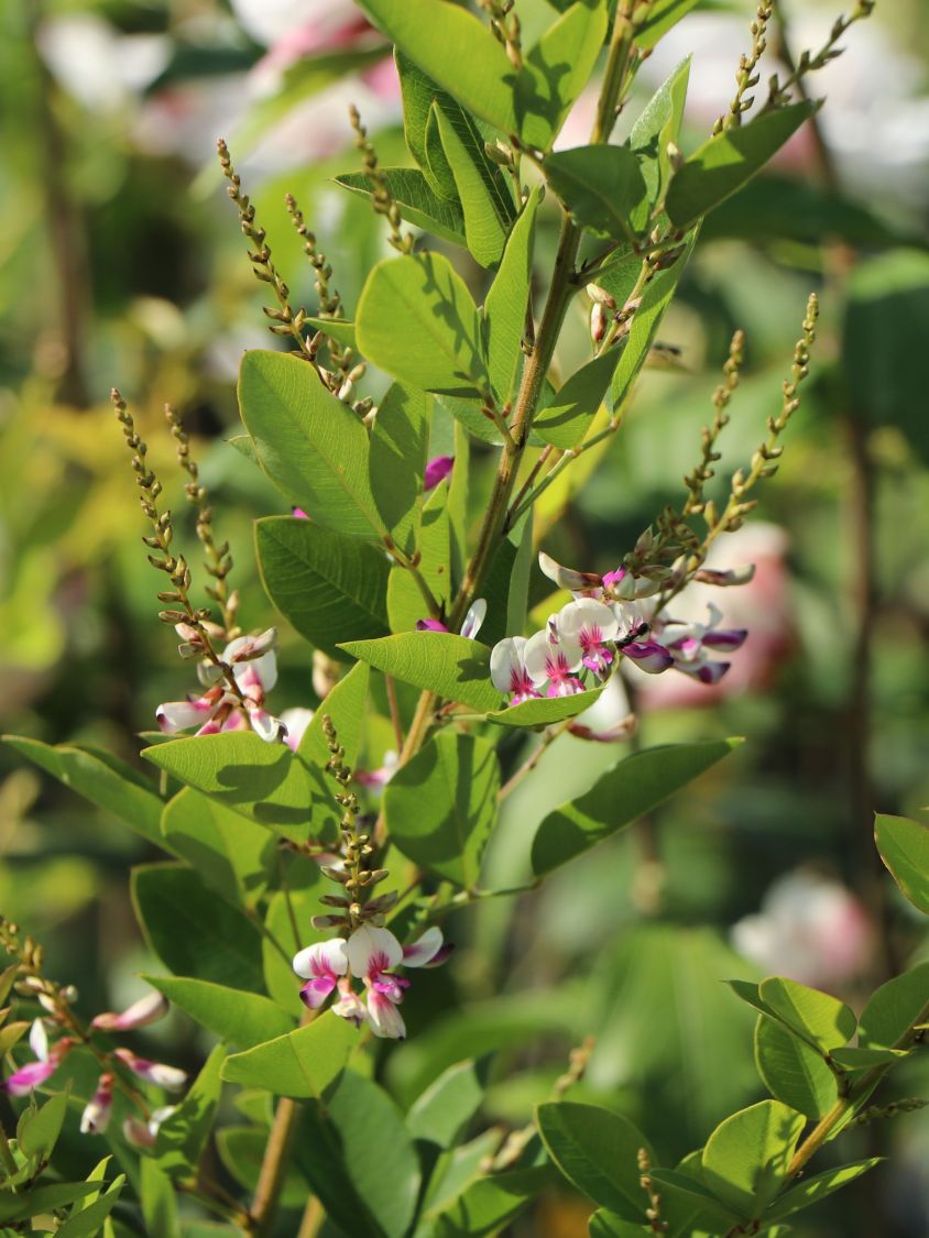 Thunbergs Buschklee 'Edo Shibori' - Lespedeza thunbergii 'Edo Shibori'