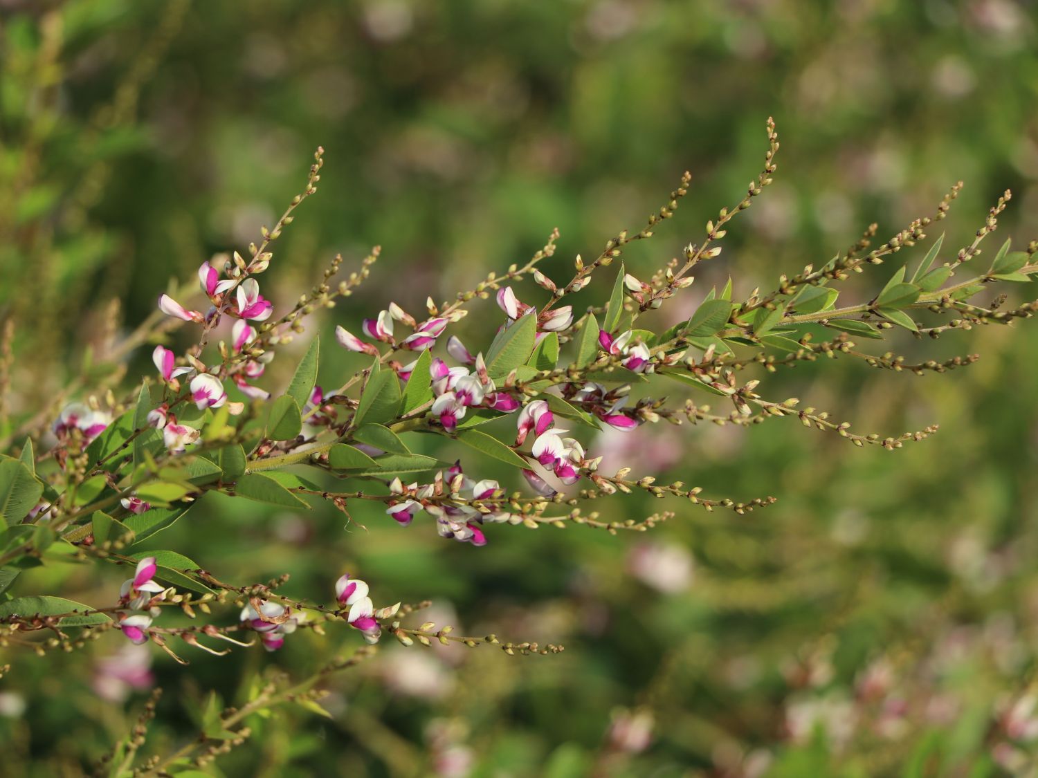 Thunbergs Buschklee 'Edo Shibori' - Lespedeza thunbergii 'Edo Shibori'