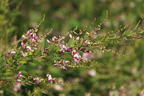 Thunbergs Buschklee 'Edo Shibori' - Lespedeza thunbergii 'Edo Shibori'