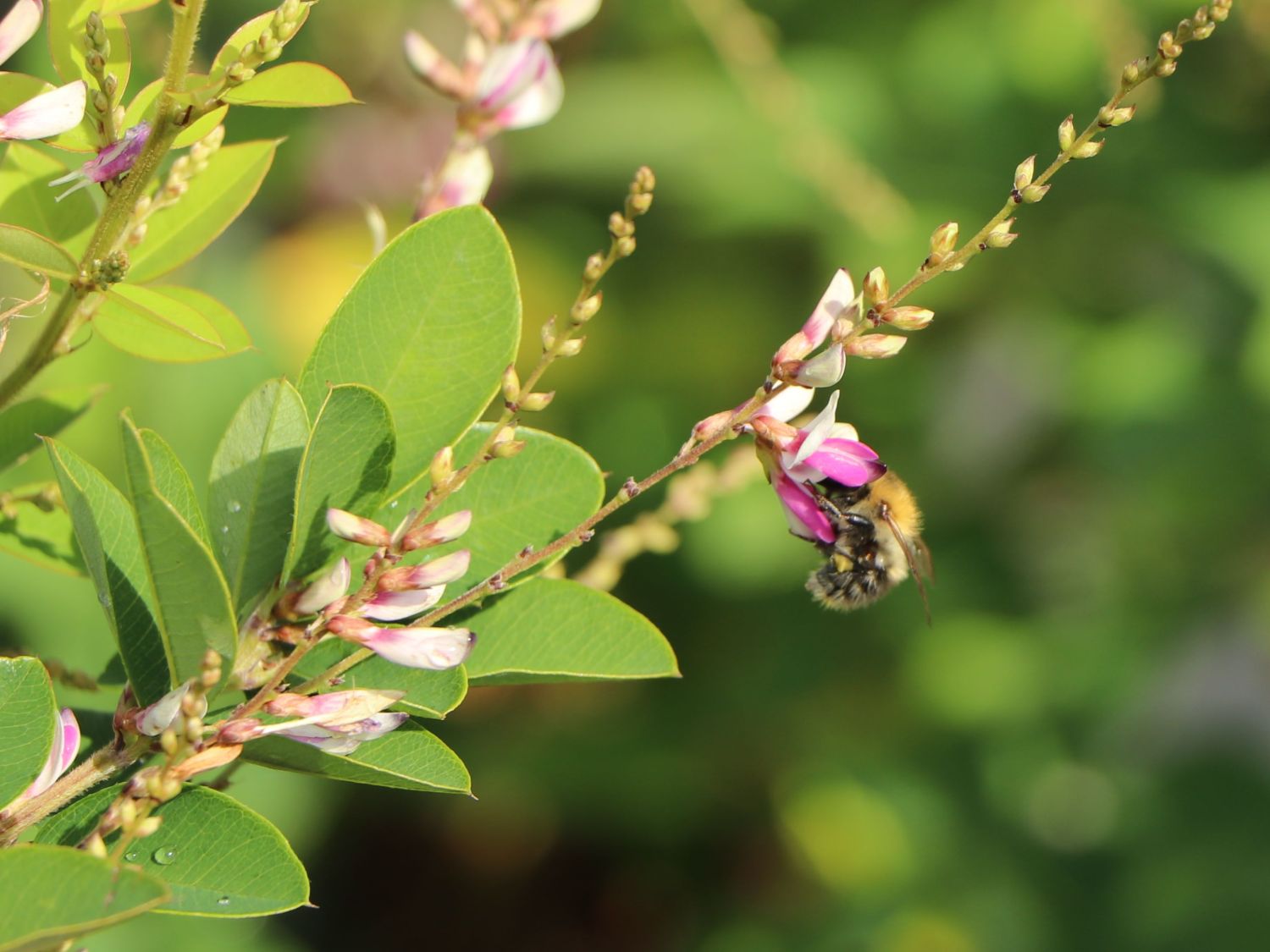 Thunbergs Buschklee 'Edo Shibori' - Lespedeza thunbergii 'Edo Shibori'