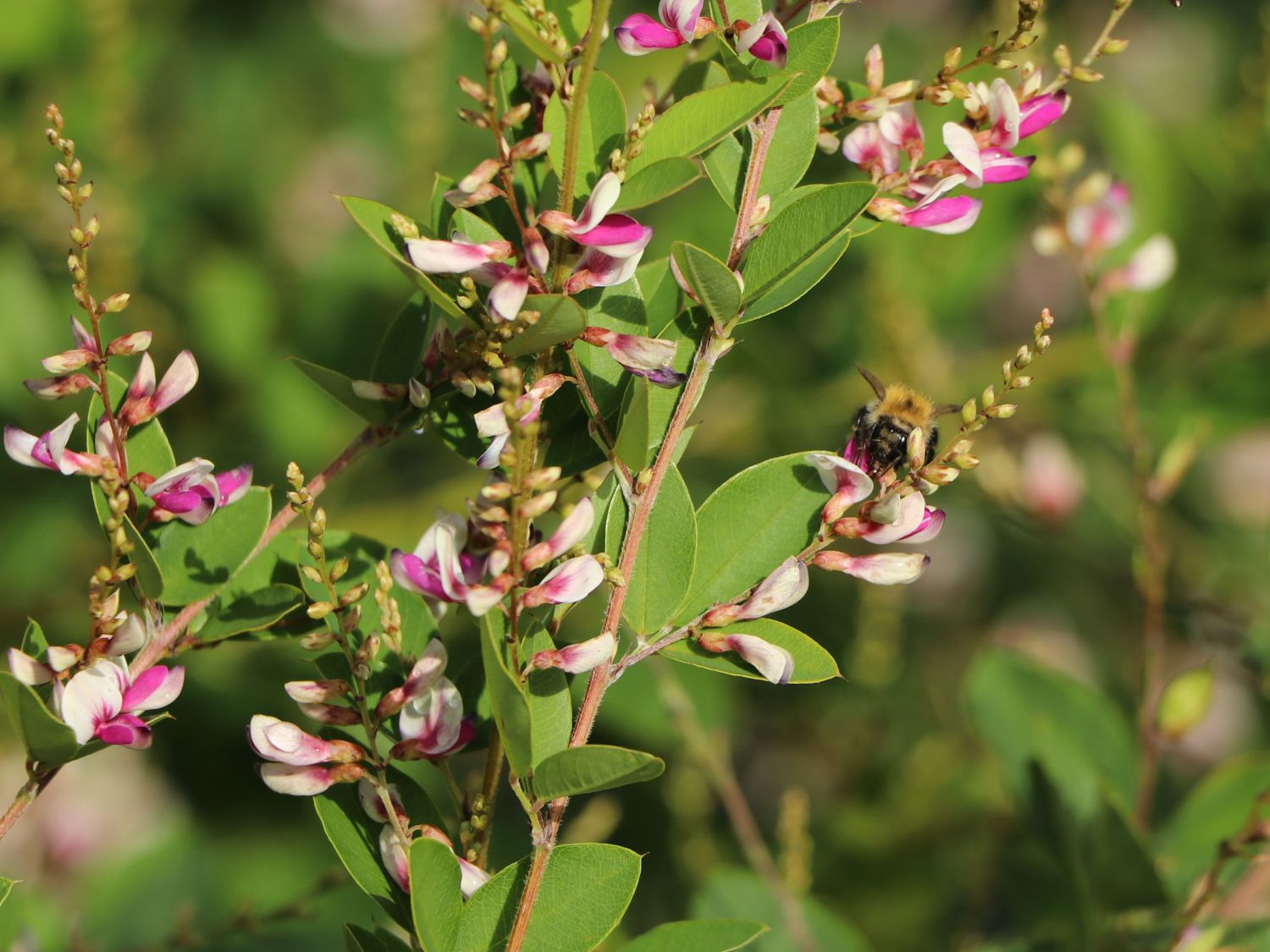 Thunbergs Buschklee 'Edo Shibori' - Lespedeza thunbergii 'Edo Shibori'
