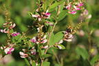 Thunbergs Buschklee 'Edo Shibori' - Lespedeza thunbergii 'Edo Shibori'
