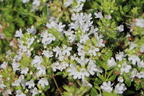Thymian 'Albus' - Thymus serpyllum 'Albus'