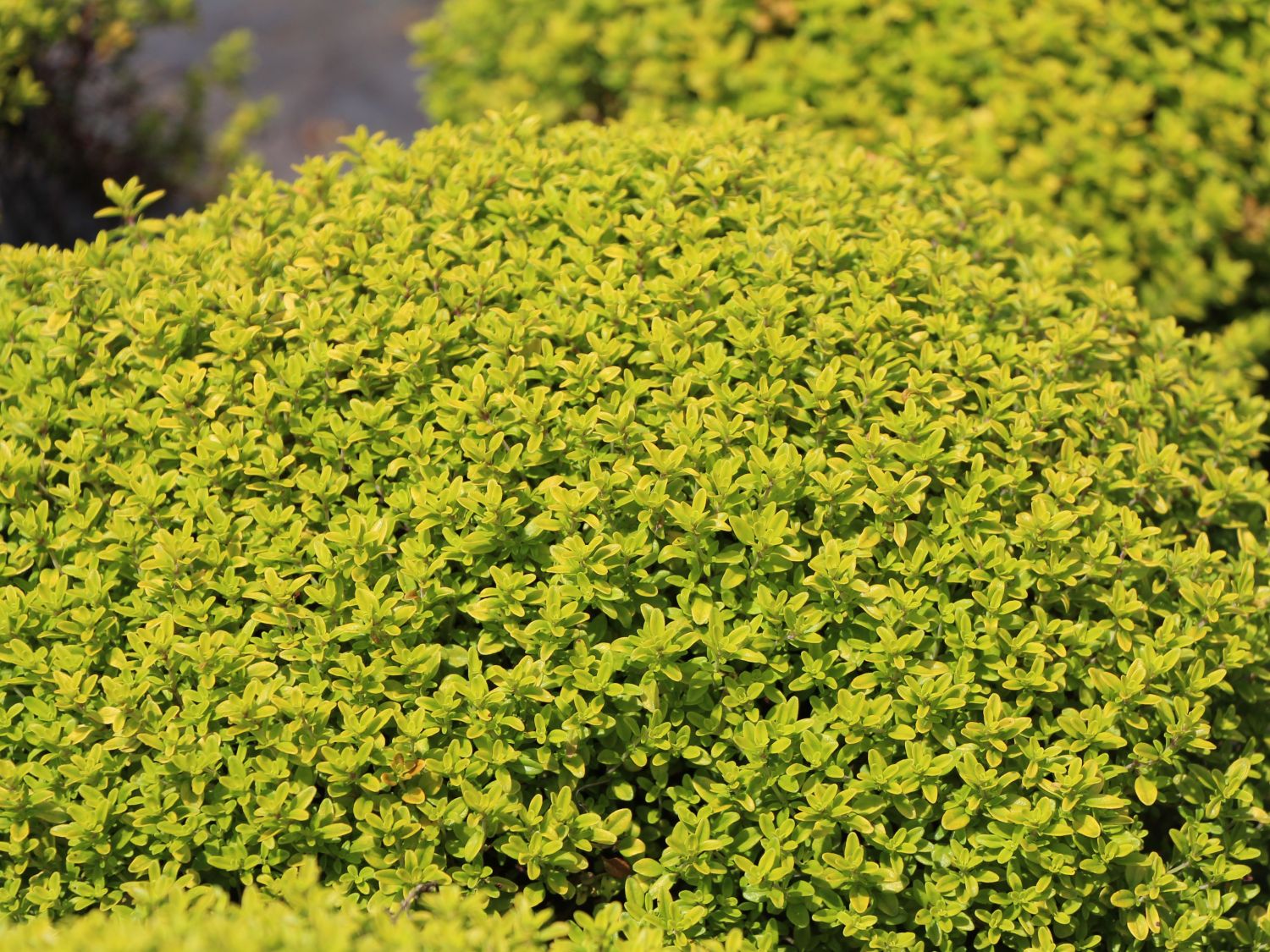 Thymian 'Aureus'