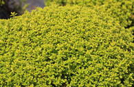 Thymian 'Aureus'