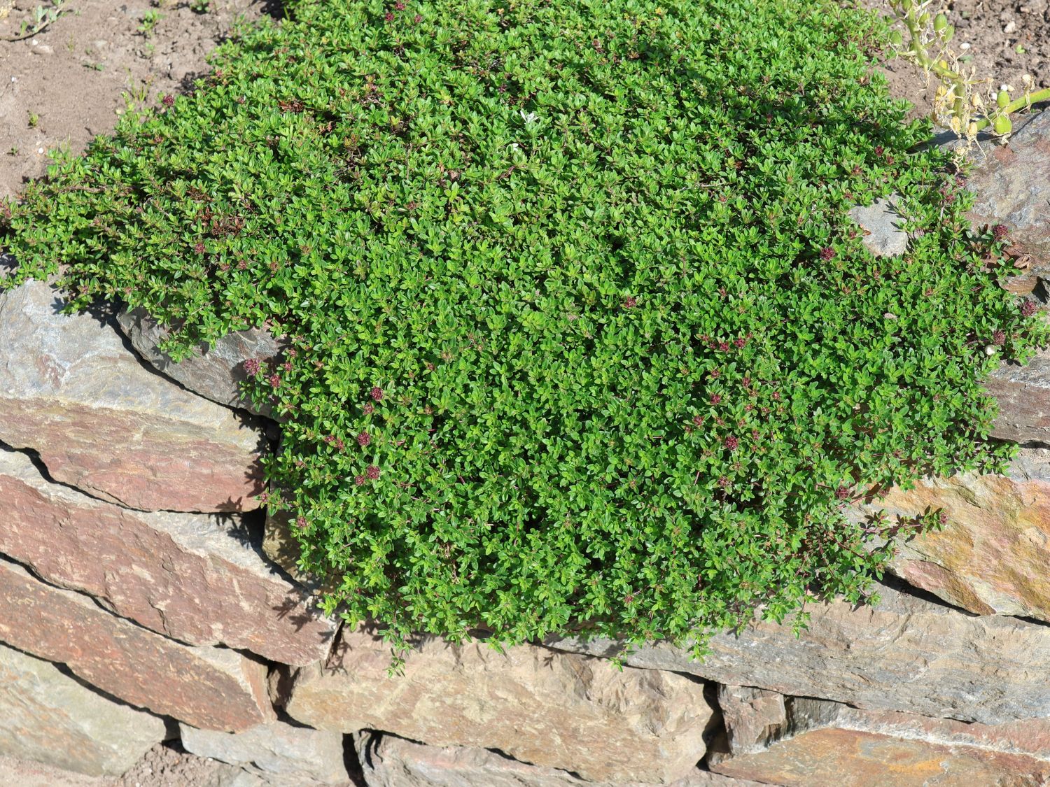 Thymian 'Creeping Red'