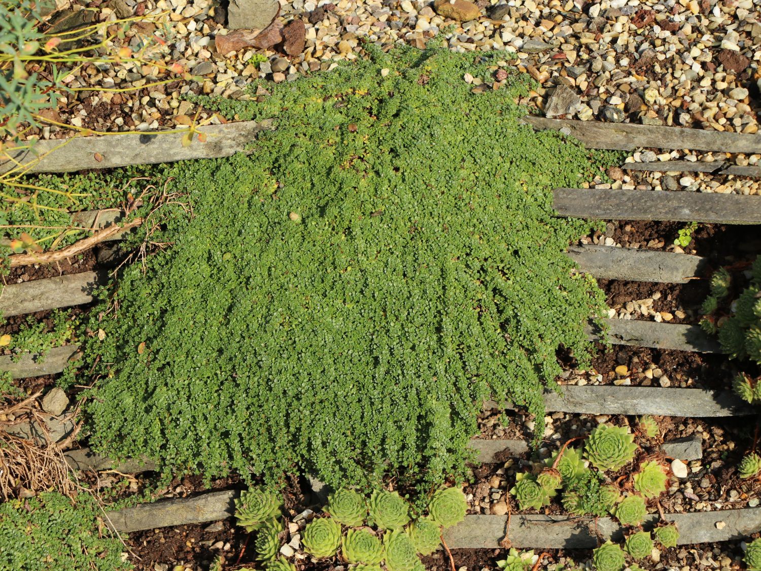 Sand-Thymian 'Elfin'