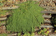 Sand-Thymian 'Elfin'
