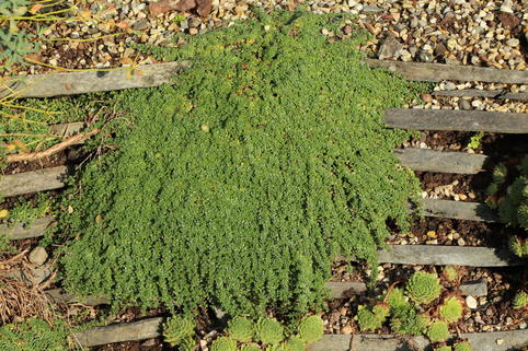Sand-Thymian 'Elfin' - Thymus serpyllum 'Elfin'