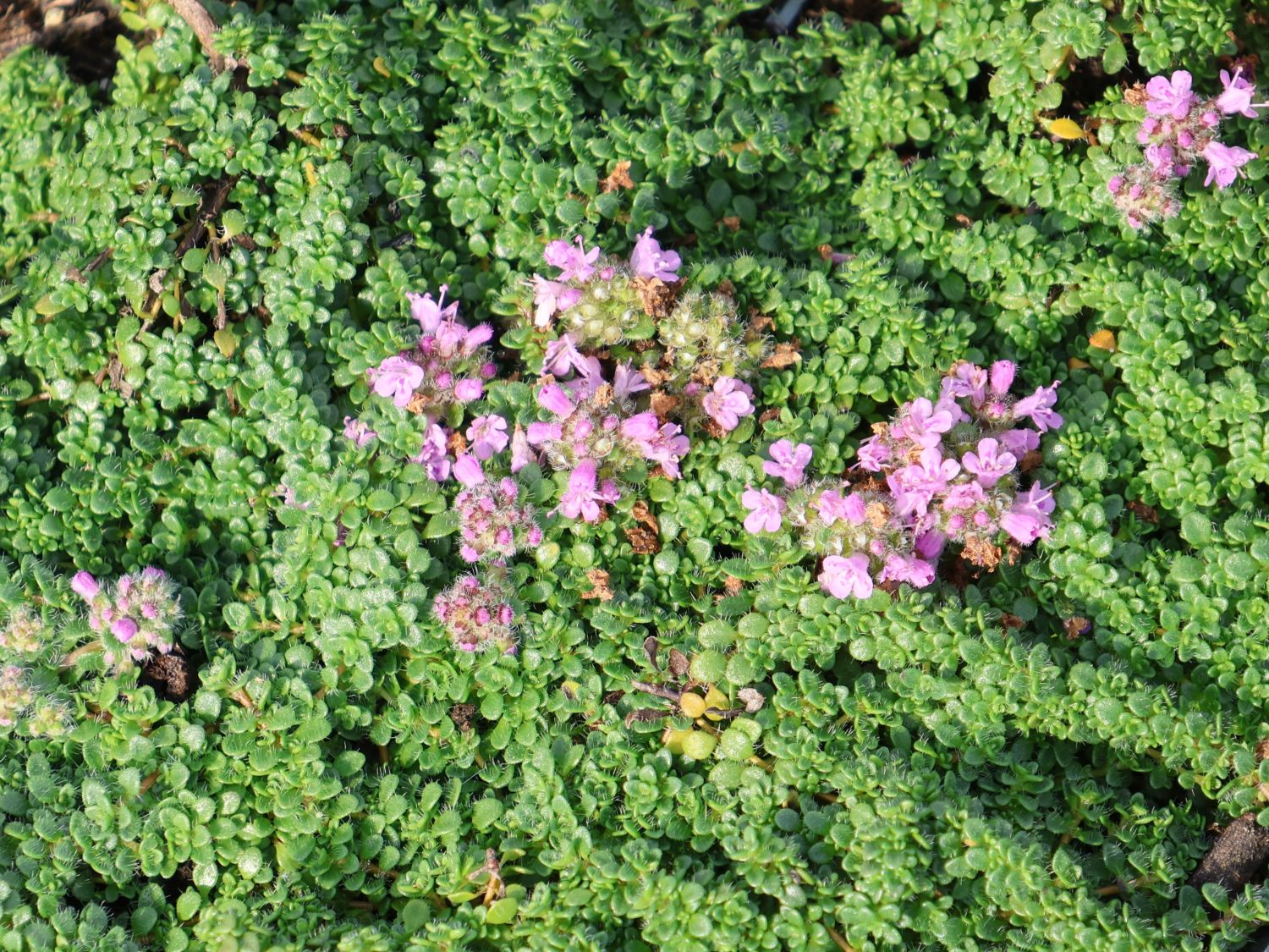 Sand-Thymian 'Elfin' - Thymus serpyllum 'Elfin'