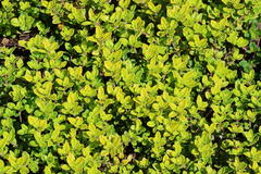 Thymian 'Golden Dwarf'