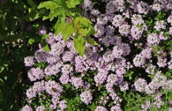 Thymian