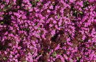 Thymian 'Magic Carpet'