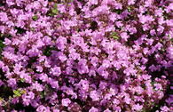 Thymian 'Pink Chintz'