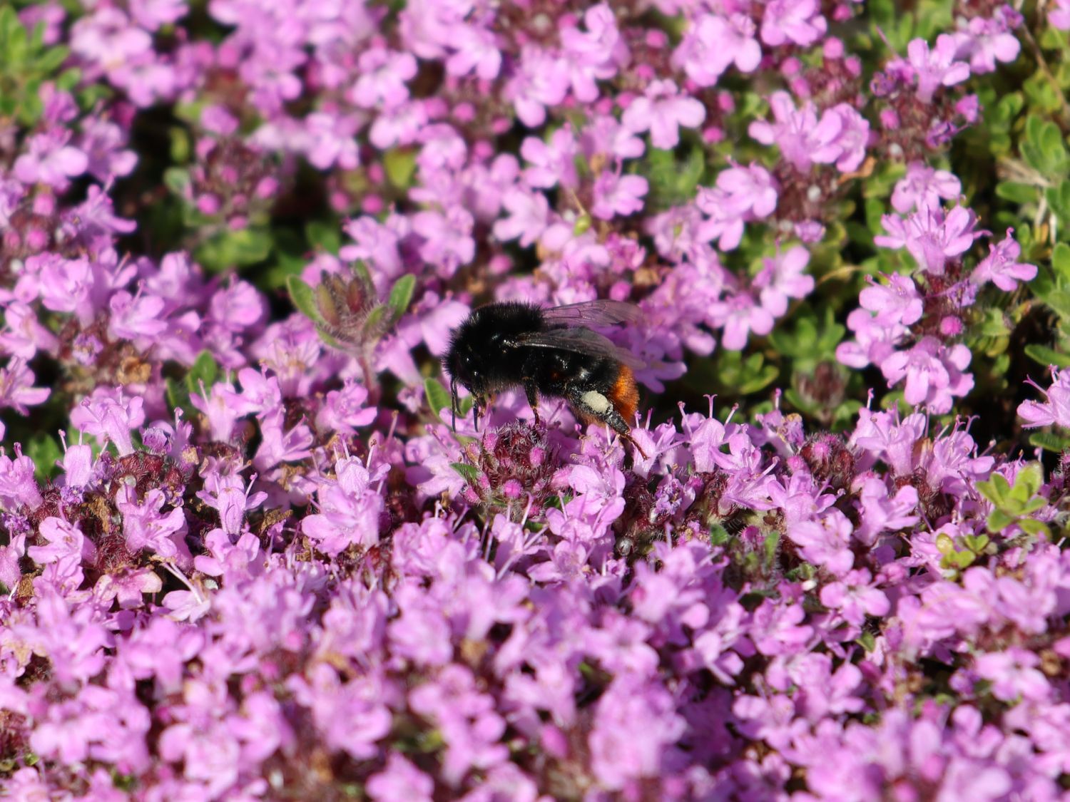 Thymian 'Pink Chintz' - Thymus serpyllum 'Pink Chintz'