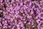 Thymian 'Pink Chintz' - Thymus serpyllum 'Pink Chintz'