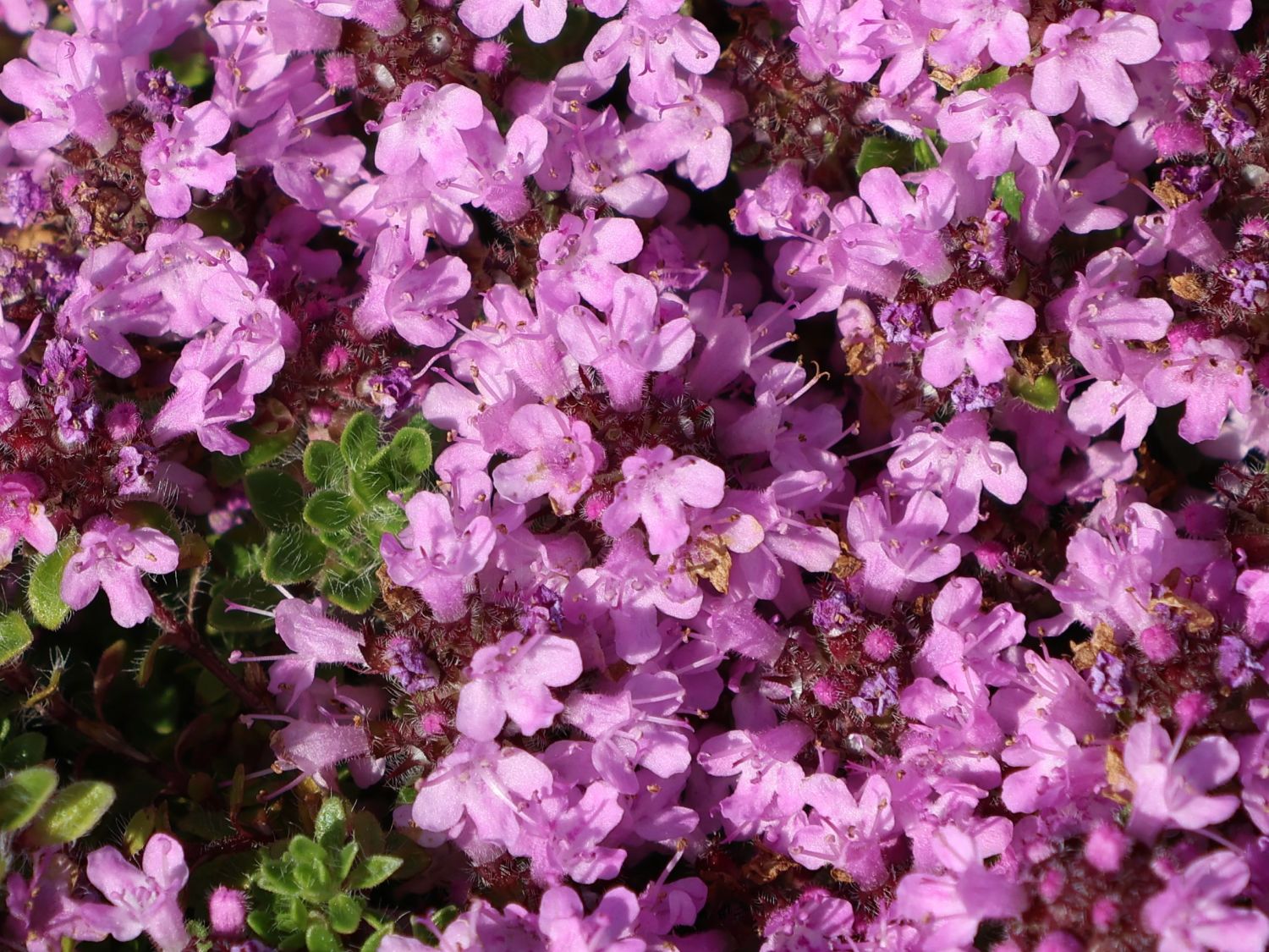 Thymian 'Pink Chintz' - Thymus serpyllum 'Pink Chintz'