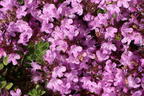 Thymian 'Pink Chintz' - Thymus serpyllum 'Pink Chintz'