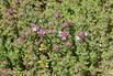 Thymian 'Precompa' - Thymus vulgaris 'Precompa'