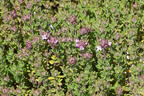 Thymian 'Precompa' - Thymus vulgaris 'Precompa'