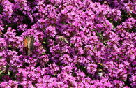 Thymian 'Purple Beauty'