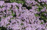 Thymian 'Rasta'
