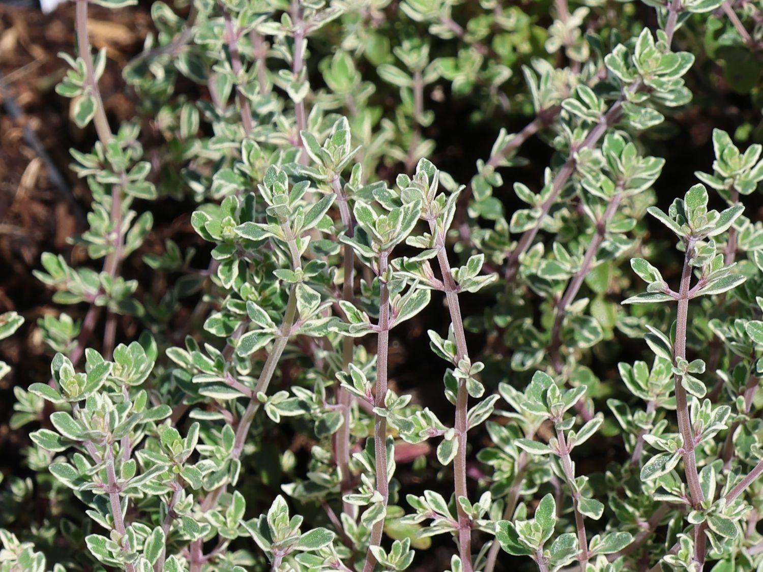 Thymian 'Silver Posie'