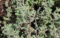 Thymian 'Silver Posie'