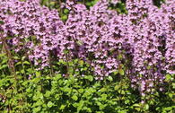 Thymian 'Tabor'