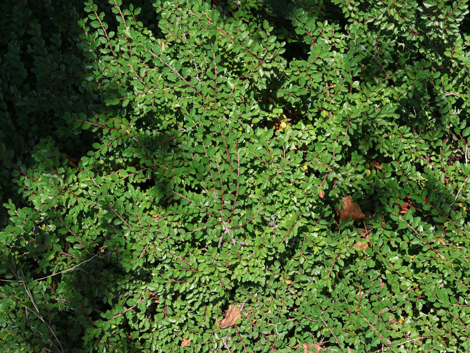 Thymianblättrige Zwergmispel