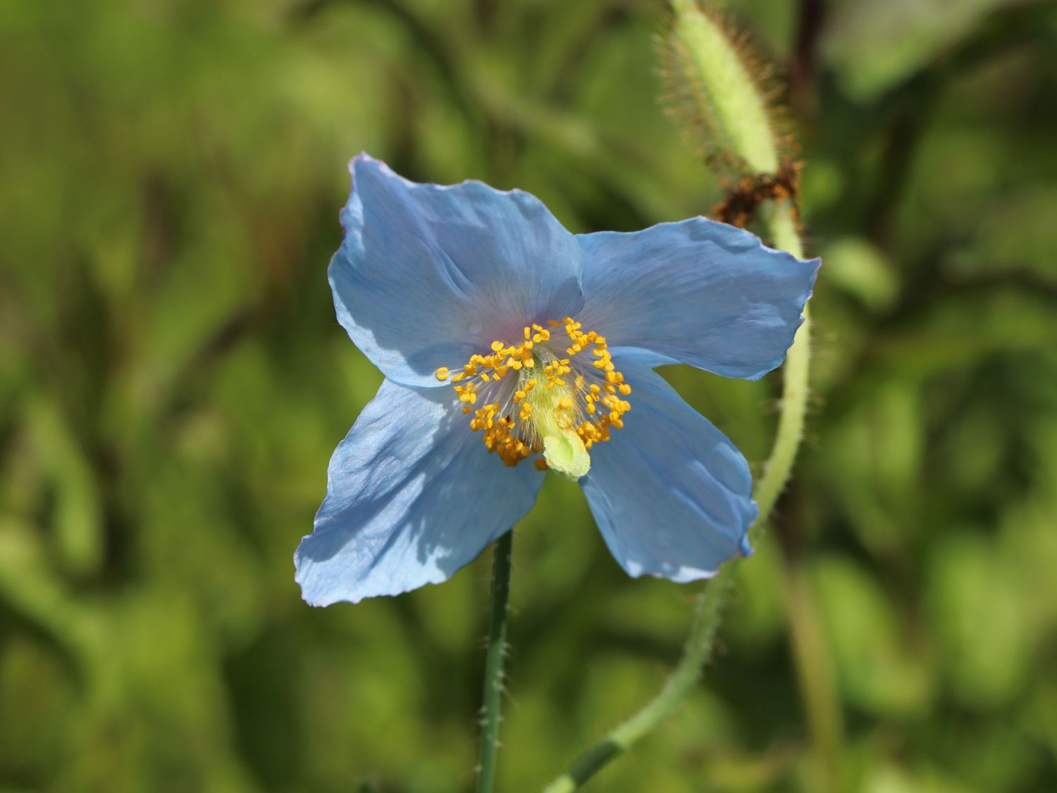 Tibet Scheinmohn