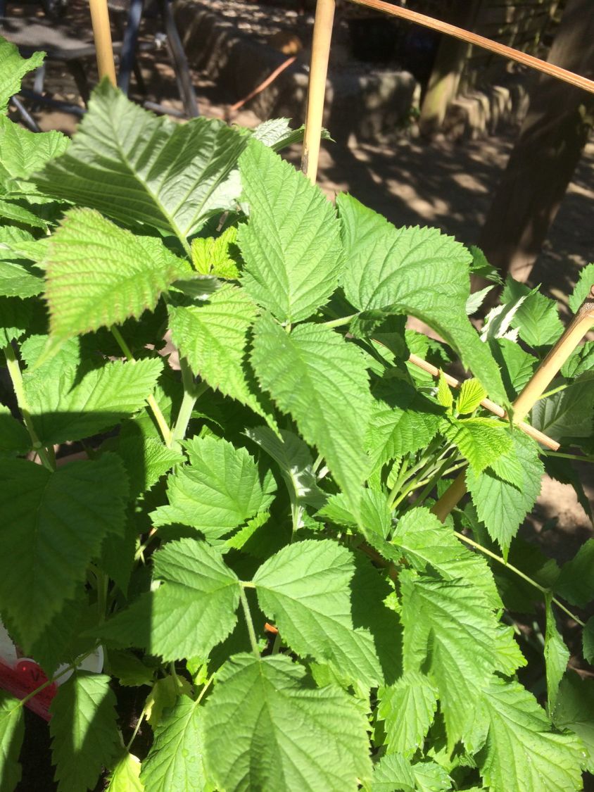 Topf-Himbeere / Zwerg-Himbeere 'Ruby Beauty' ® - Rubus idaeus 'Ruby Beauty' ®