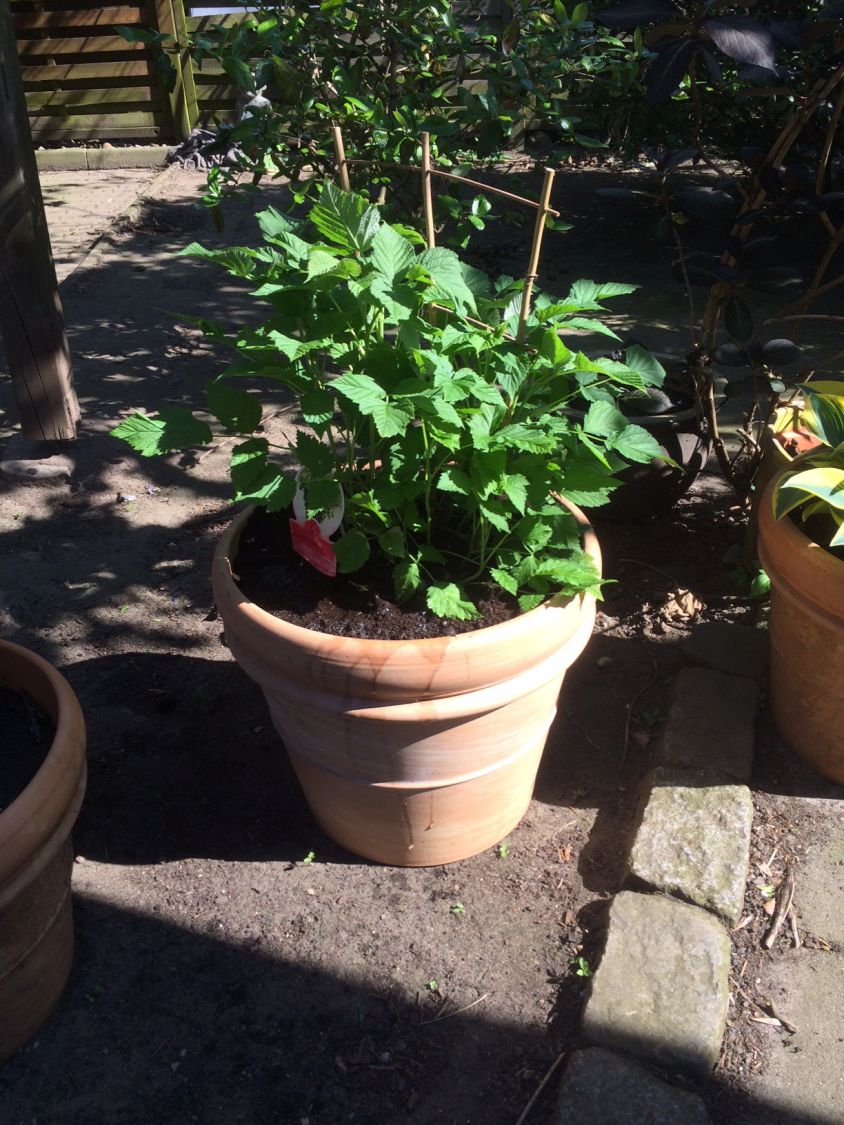 Topf-Himbeere / Zwerg-Himbeere 'Ruby Beauty' ® - Rubus idaeus 'Ruby Beauty' ®