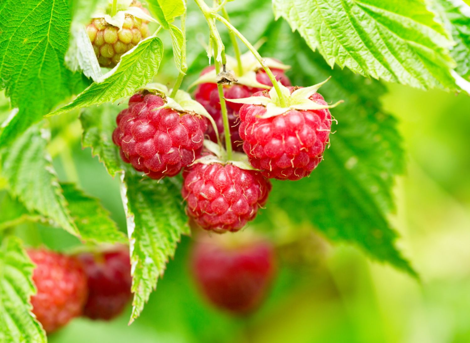 Topf-Himbeere / Zwerg-Himbeere 'Ruby Beauty' ® - Rubus idaeus 'Ruby Beauty' ®