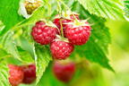 Topf-Himbeere / Zwerg-Himbeere 'Ruby Beauty' ® - Rubus idaeus 'Ruby Beauty' ®