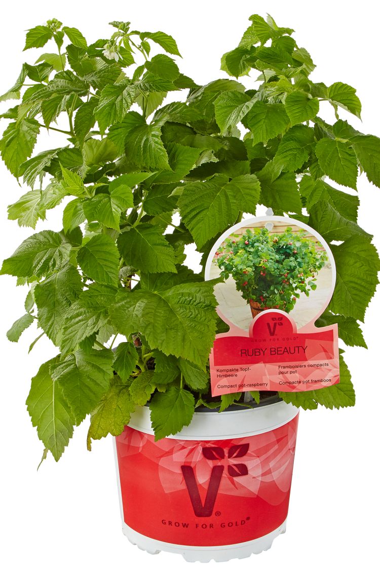 Topf-Himbeere / Zwerg-Himbeere 'Ruby Beauty' ® - Rubus idaeus 'Ruby Beauty' ®