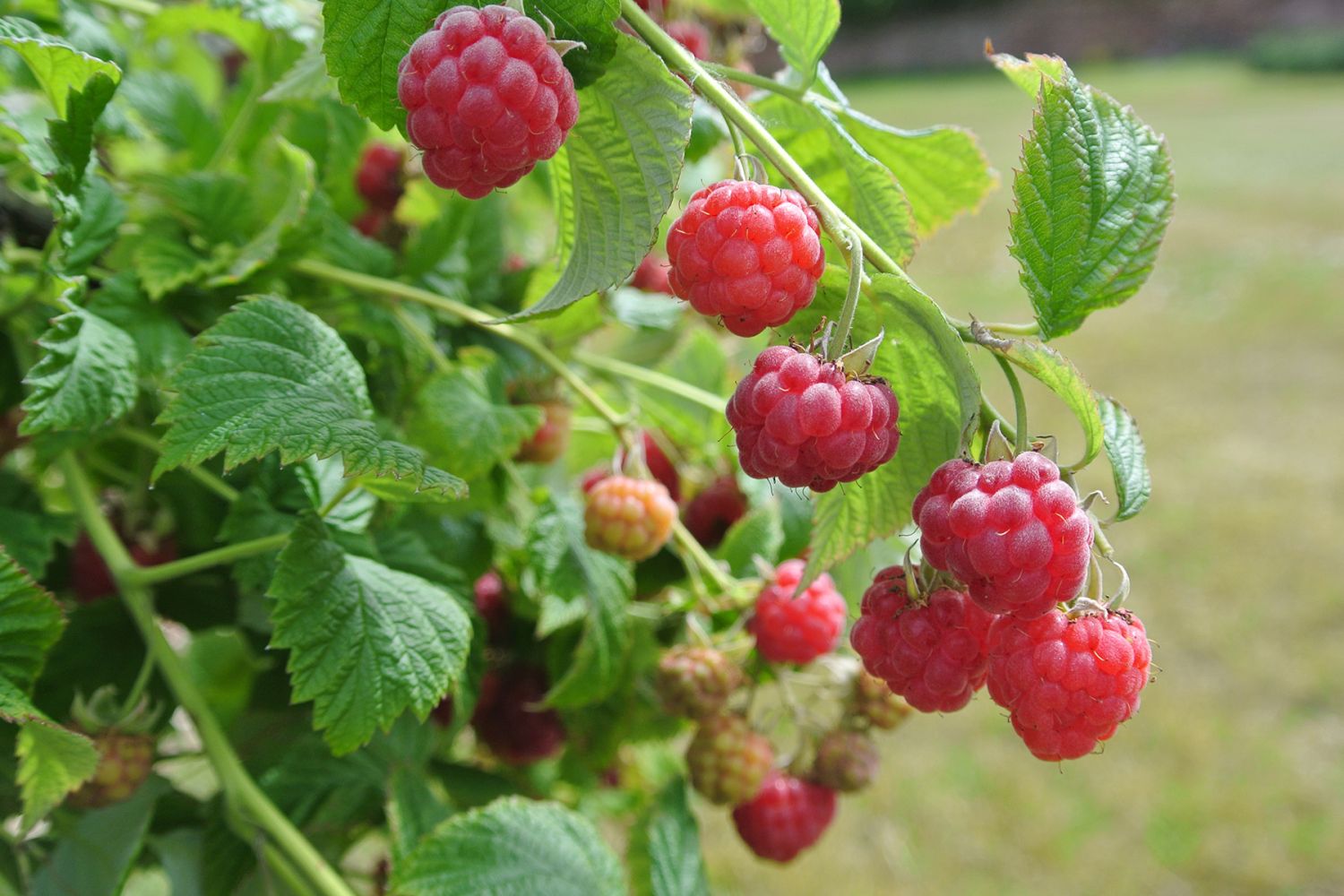 Topf-Himbeere / Zwerg-Himbeere 'Ruby Beauty' ® - Rubus idaeus 'Ruby Beauty' ®