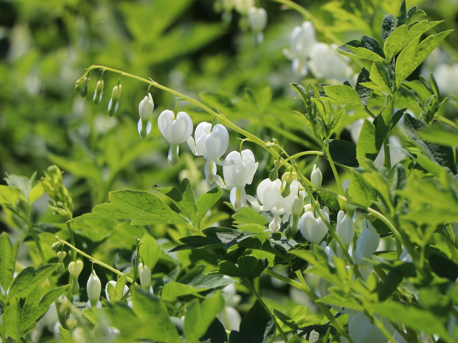 Tränendes Herz 'Alba'