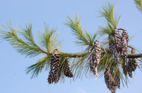 Tränenkiefer - Pinus wallichiana