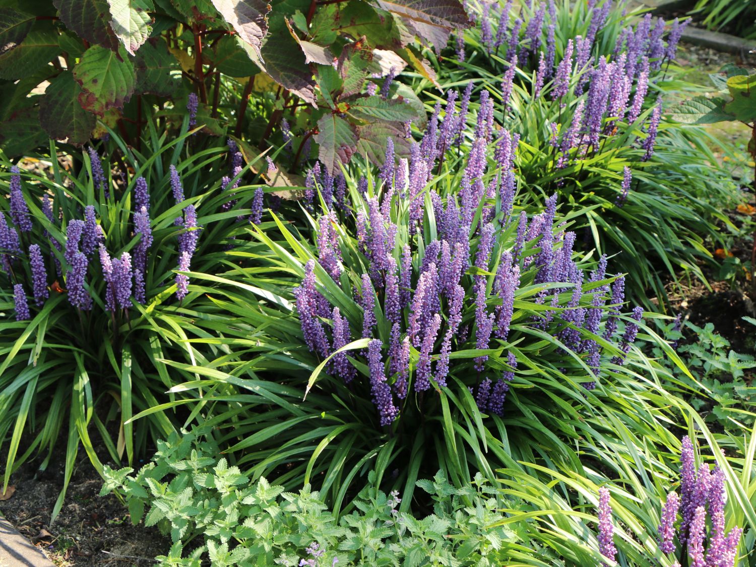 Träubel-Glöckchentraube - Liriope muscari