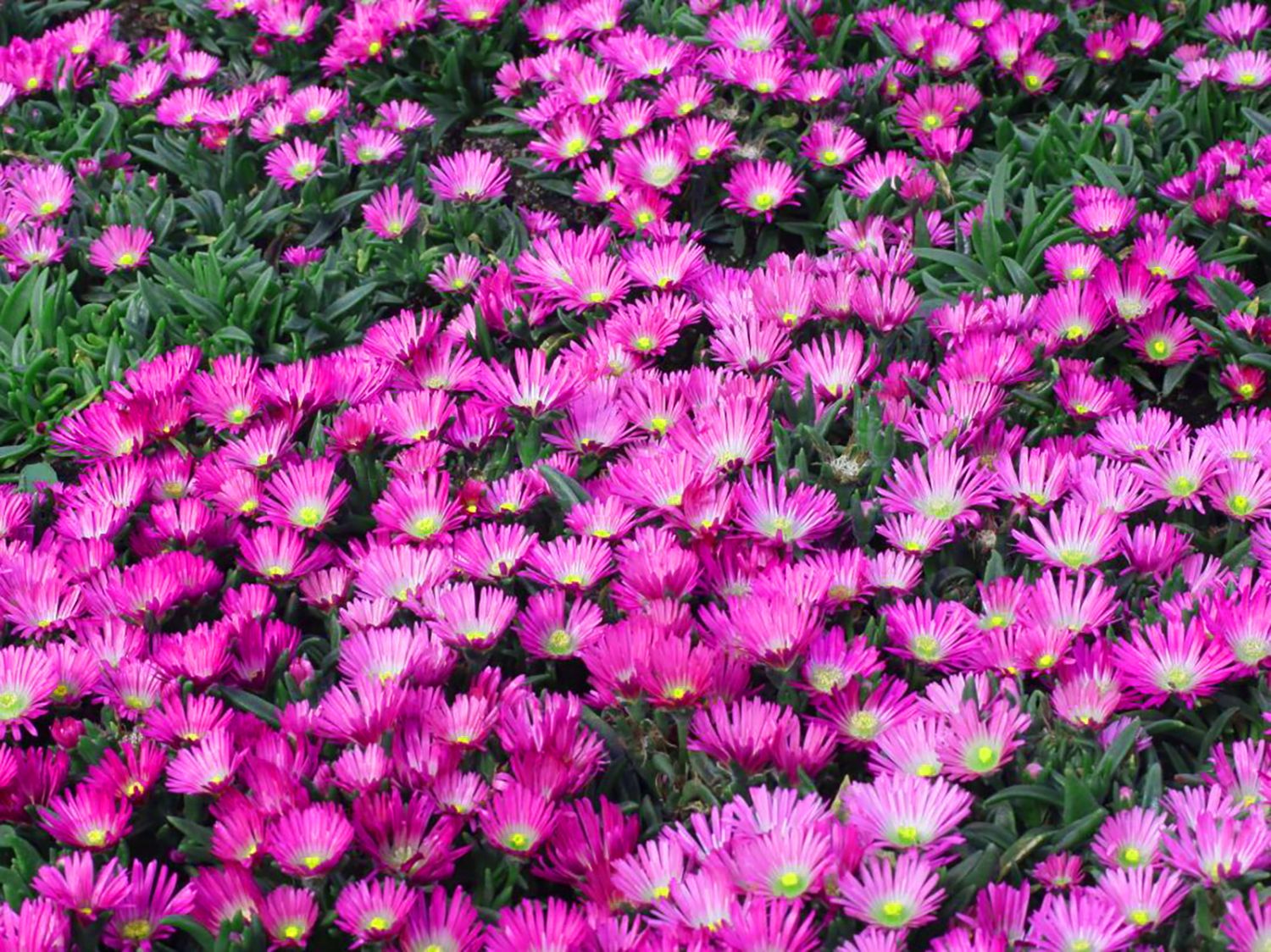 Transvaal Mittagsblume - Delosperma sutherlandii
