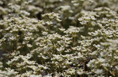 Trauben Steinbrech - Saxifraga paniculata subsp. paniculata