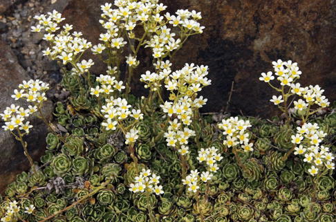 Trauben Steinbrech - Saxifraga paniculata subsp. brevifolia