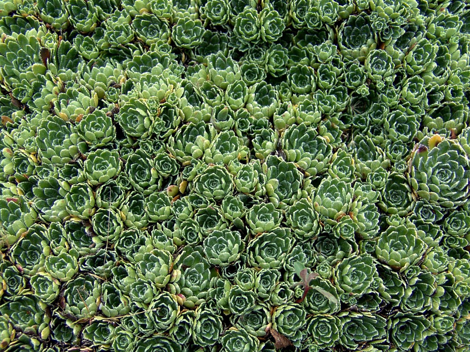 Steinbrechgewächse (Saxifragaceae)