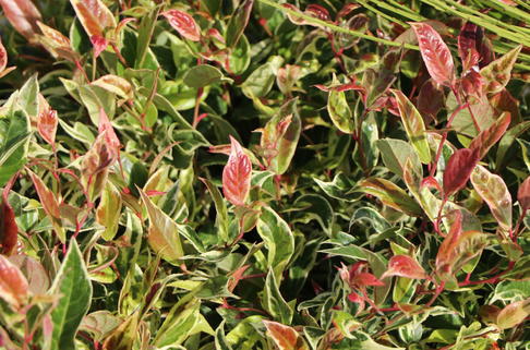 Traubenheide 'Firestar' - Leucothoe 'Firestar'