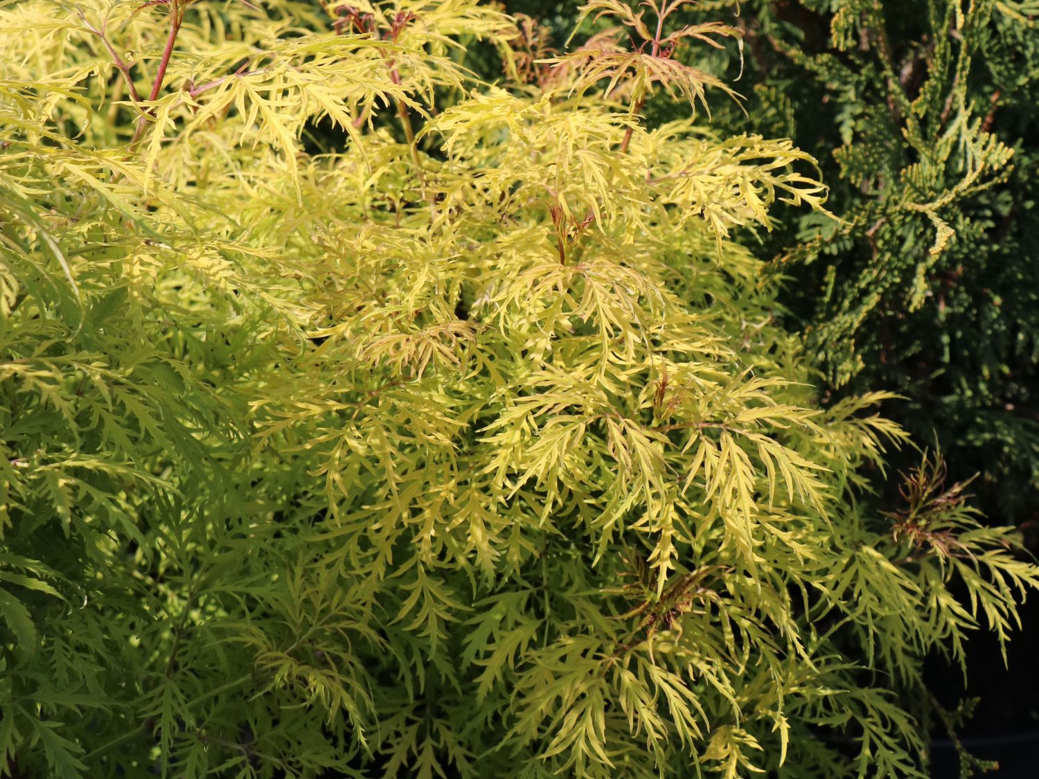 Traubenholunder 'Golden Lace' ®