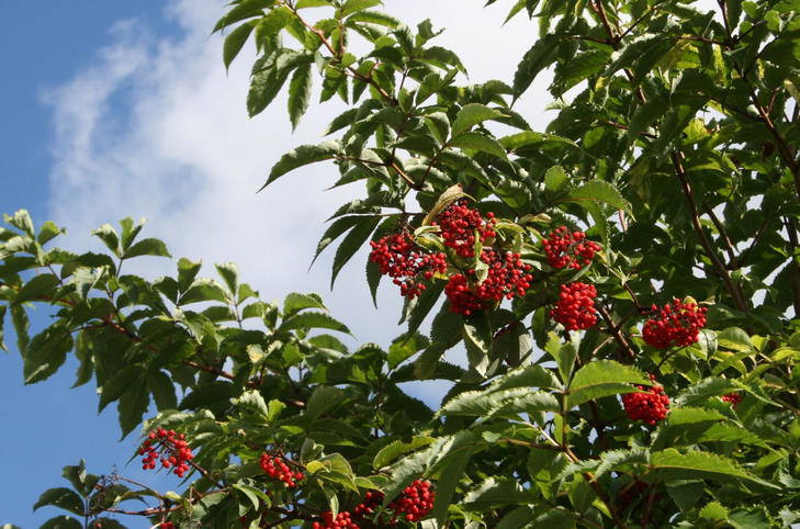 Hirsch Holunder Holunder (Sambucus) - Infos & Pflanzen dieser Gattung