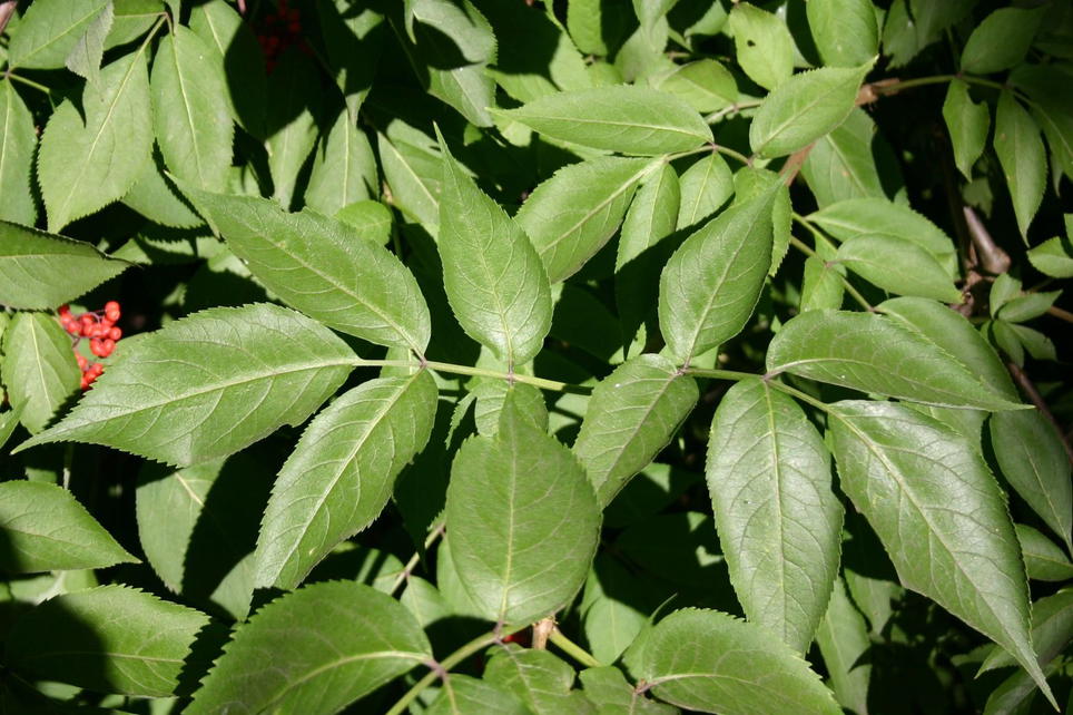 Hirsch Holunder Traubenholunder / Hirschholunder - Sambucus racemosa - Baumschule Horstmann