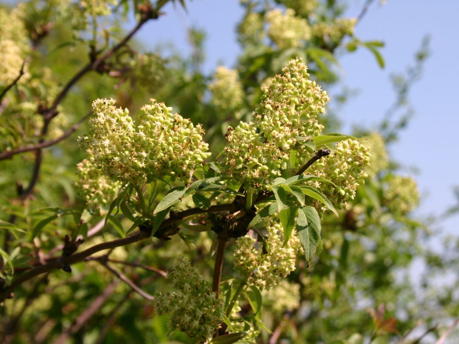 Traubenholunder / Hirschholunder - Sambucus racemosa